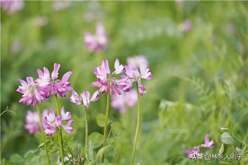 紫云英蜂蜜比较好，紫云英蜜及紫云英蜜的特点