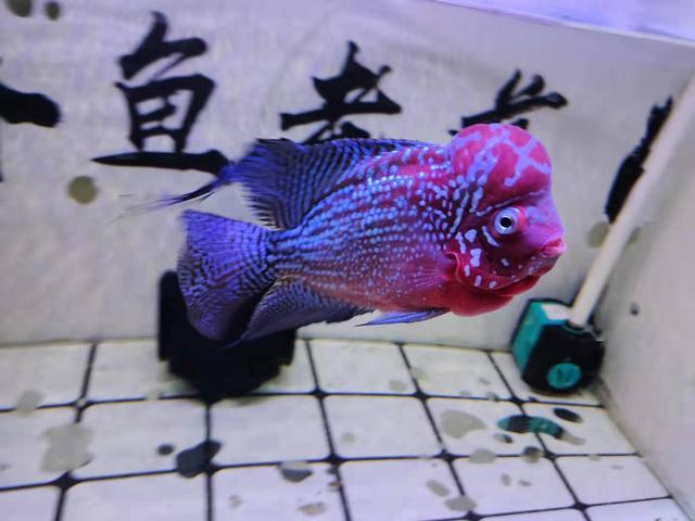 鱼缸如何调节水泵的出水量，养鱼养草中要注意的细节