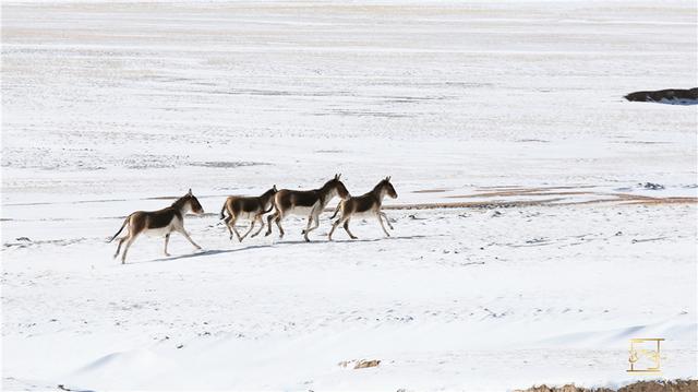 赤马湖冰雪奇幻之旅，浏阳艾瑞克冰雪乐园全新启航