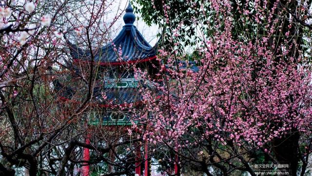 蜡梅与腊梅的区别，蜡梅是梅花吗究竟是（腊梅花与蜡梅有什么区别）