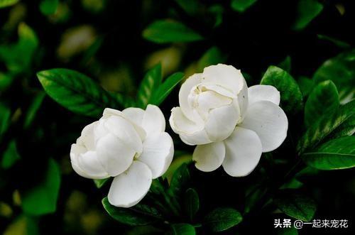 用什么水浇花最好，三种水浇花不烂根（盆盆长得油绿茂盛）