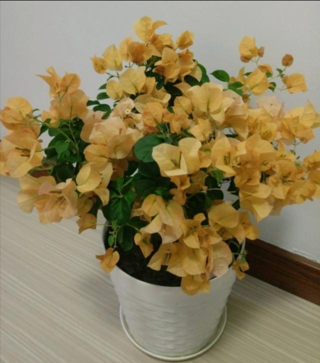 室内植物100种大盆栽，好养而又适合室内养殖的盆栽（园艺师给大家介绍10种适合室内养的花卉盆栽）