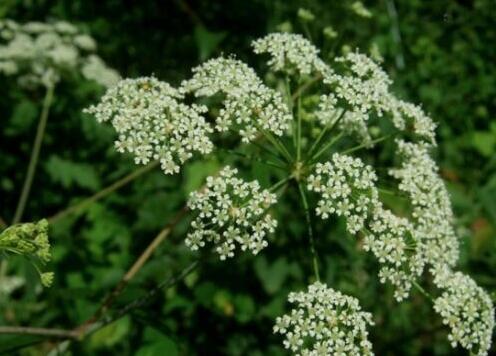 十种剧毒植物，15大剧毒野果盘点