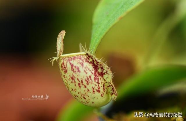 通向死亡的甜蜜诱惑，什么猪笼草是最好养（大量吸食它，可致人瘫痪、死亡）