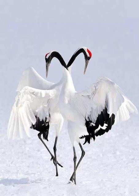 各国国鸟有哪些，世界各国国鸟大全