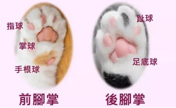 如何从猫咪的肉垫看出性格，猫咪的肉垫形状