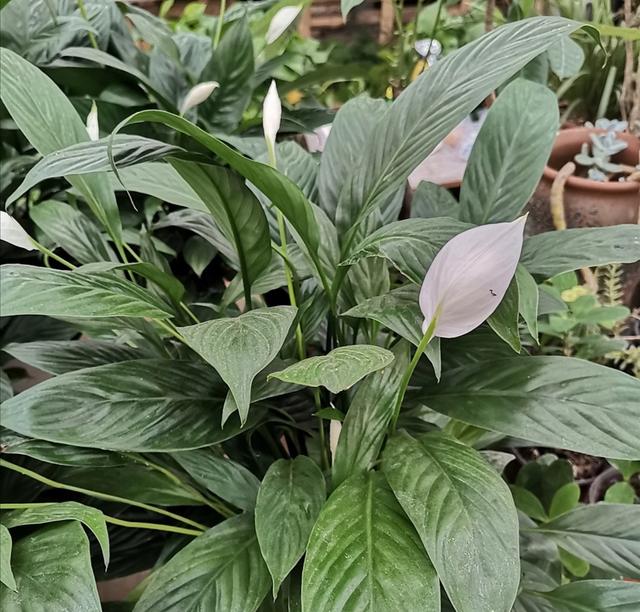 耐阴最好养的花卉，这30种耐阴花