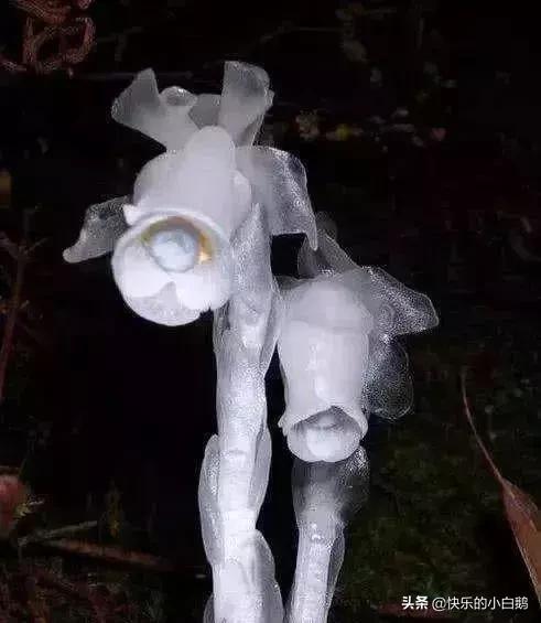 全球最漂亮罕见的花的花语，世界上最稀奇美丽的花有那些