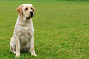 教我如何养好拉布拉多，原来养拉布拉多有这么多好处