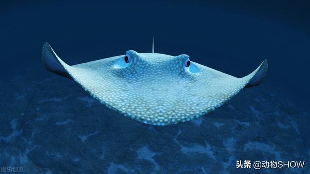 世界上最大的鱼有几种，你见过世界上最大的10种鱼吗