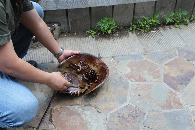史前最吓人的掠食动物，它们是令人闻风丧胆的远古顶级掠食者