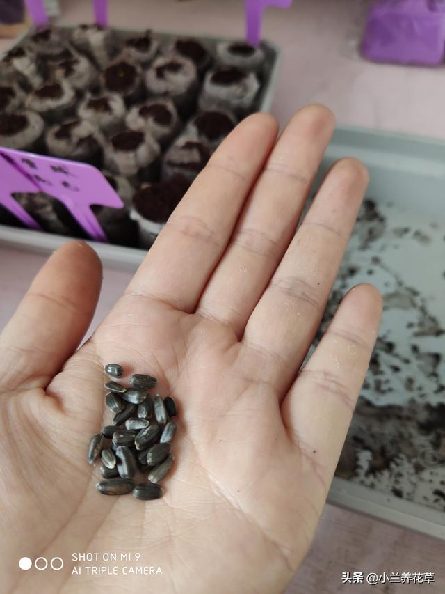 向日葵泰迪熊种子，夏天收获一片花海