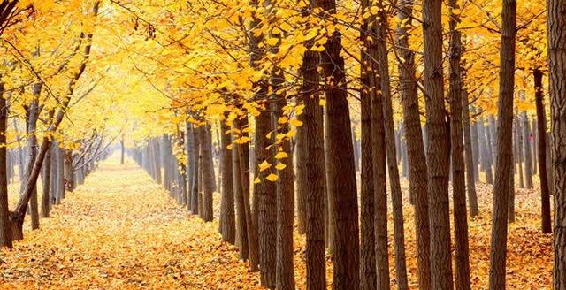 最新上海周边游攻略自驾，上海周边自驾游必去线路推荐