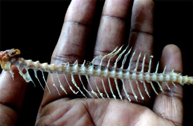 猫可以吃韭菜吗，猫咪不可以吃的5种禁忌食物