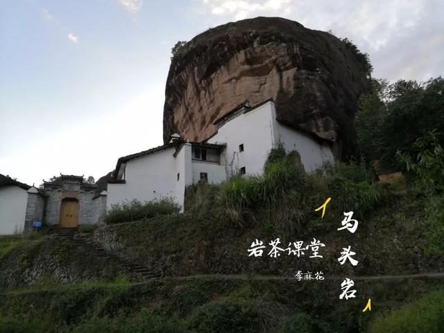 马头岩肉桂是高档茶吗，武夷岩茶肉桂是好茶吗（马头岩肉桂为什么紧随牛栏坑肉桂之后）