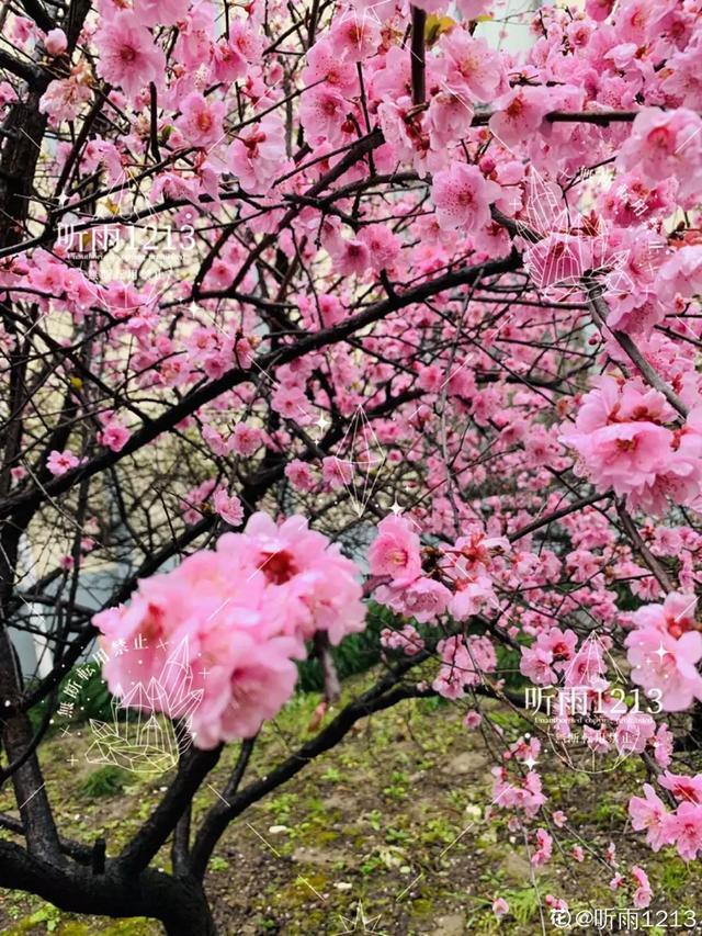 春夏秋冬四季什么花好看，这十种花几乎一年四季都开花