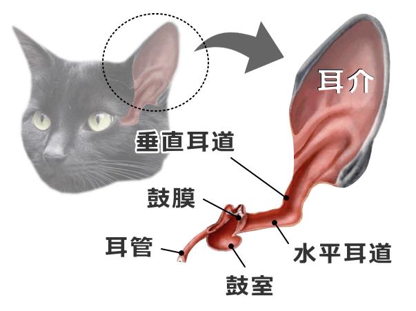 猫咪的耳朵分别是什么，猫咪的耳朵你知道多少