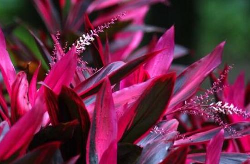 观赏性高的会开花的树，18种紫红色叶片的树木