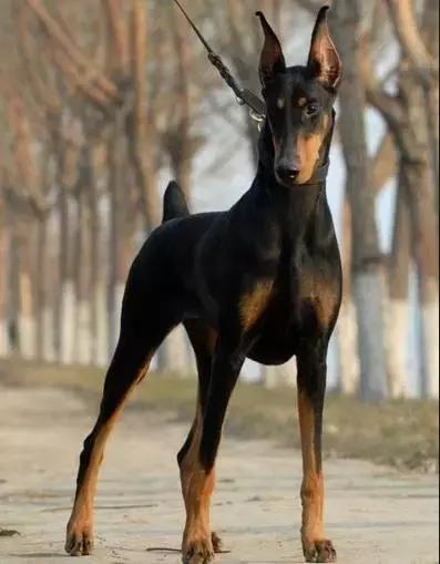 100多种狗价格表，各种狗及身价