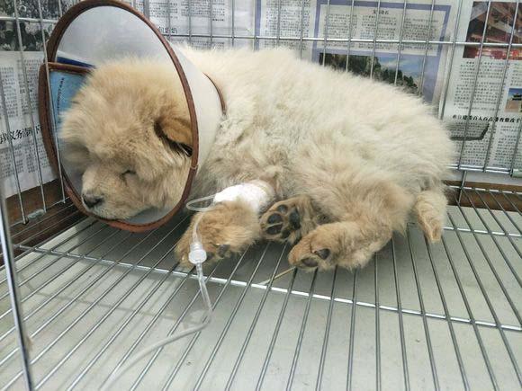 细小犬瘟可以自己治疗吗，1500元不保证治好。DIY在家治细小