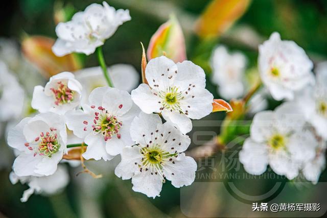 春天百花盛开图片，春天百花盛开带你见证春花之美（寻找最美春天）