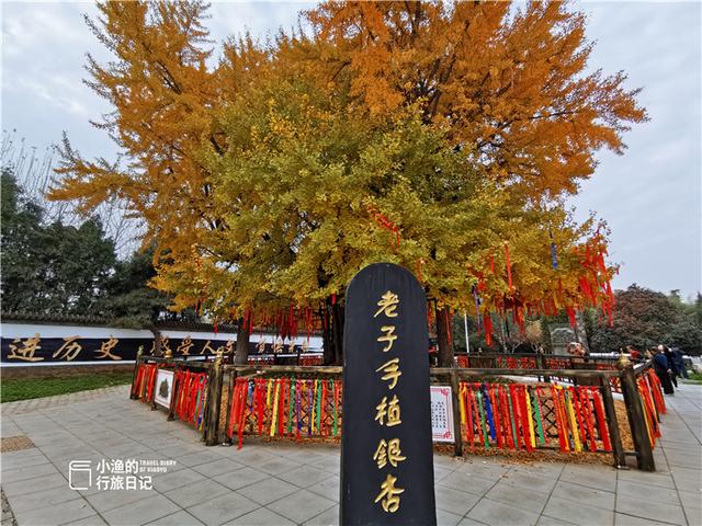 西安最古老的银杏树，太神奇了2600年前老子在西安种了株银杏