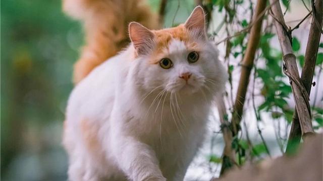 猫咪换牙后要注意什么，猫咪多大开始换牙