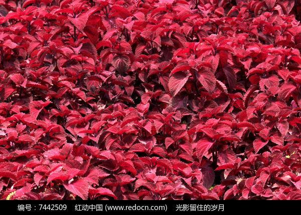 观赏性高的会开花的树，18种紫红色叶片的树木