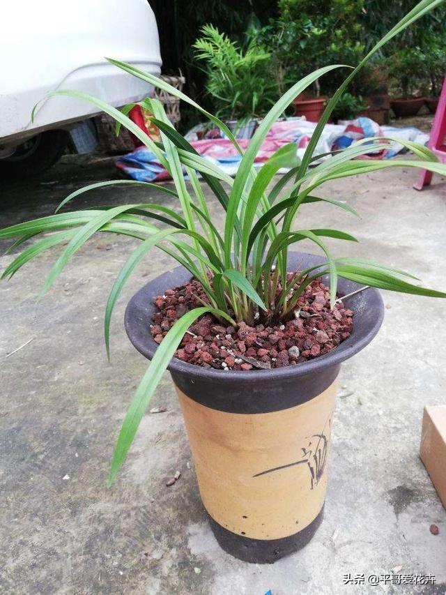 兰花不开花抓住2个，兰花怎么开花快速爆盆