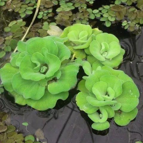 常用盆栽水生植物，“3种”绿植可水培