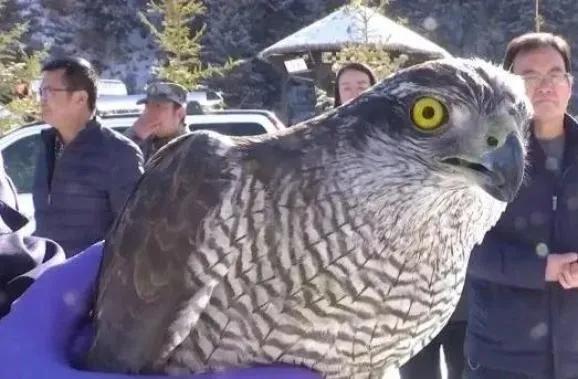 世界流浪动物日，世界环境日所有人（国际流浪动物保护日）