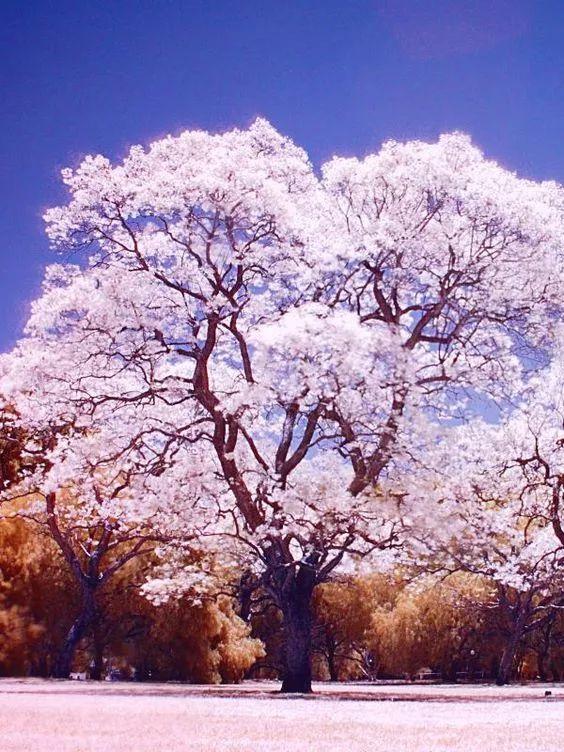 老树长新芽枯木又开花，枯木逢春老树开花