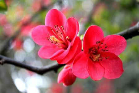 花的寓意和内涵，花的寓意象征