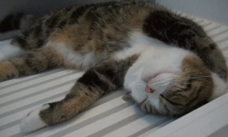 猫咪的4种睡姿代表什么，猫睡姿里藏着这些秘密