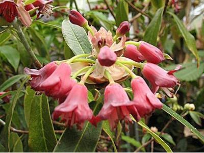 杜鹃花怎么养更旺盛，掌握3个“技巧”