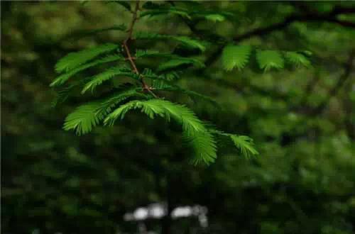 园林景观植物经验分享，风景园林设计中植物造景的3点经验总结