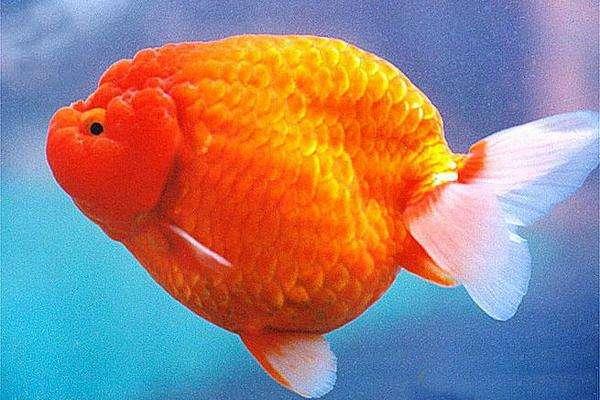史上最全的金鱼品种，你们喜欢什么品种的金鱼