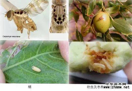 枣树病虫害防治，枣树主要病虫害以及防治方案（枣树全年病虫害防治）