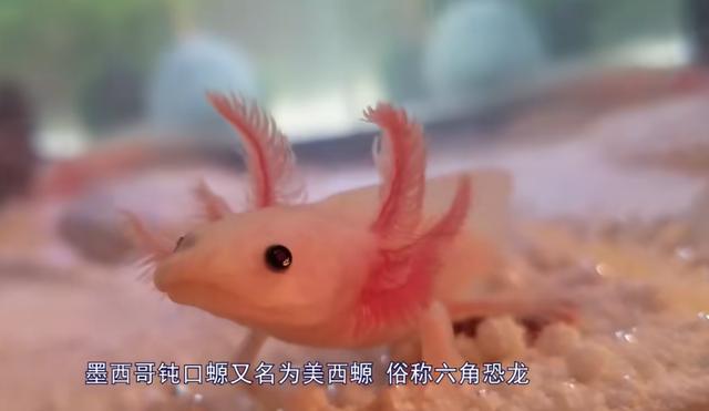 头上有角的恐龙，最强的十个角龙类恐龙（《侏罗纪公园》恐龙形象是恐龙本尊吗）