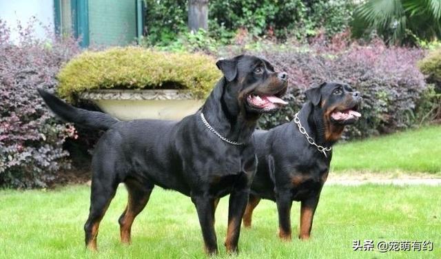 德国牧羊犬和罗威纳哪个好，为何养德国牧羊犬的人比罗威纳多
