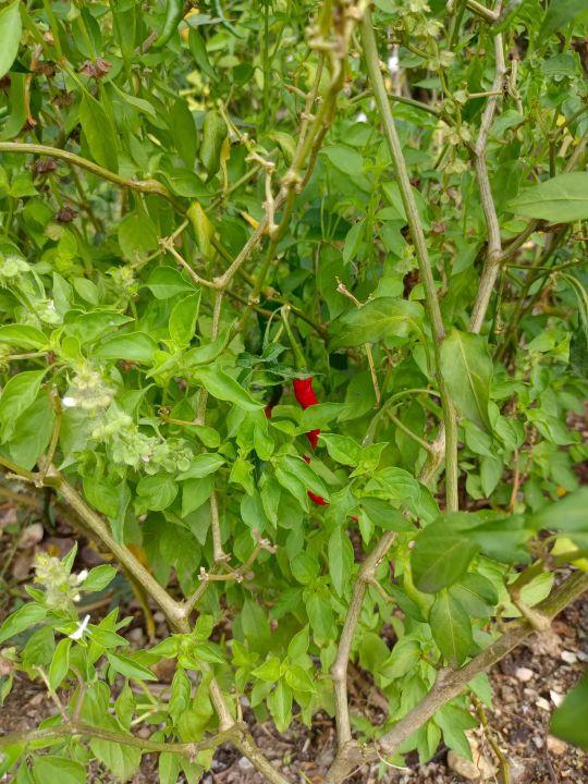 为什么很多人去印尼打工，记录印尼打工生活点滴