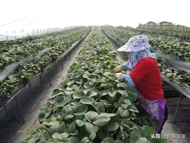 目前正在使用的无土栽培技术，教你从零开始学会