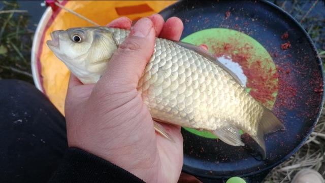 青苔钓鱼方法与技巧，水底青苔多钓鱼总没口
