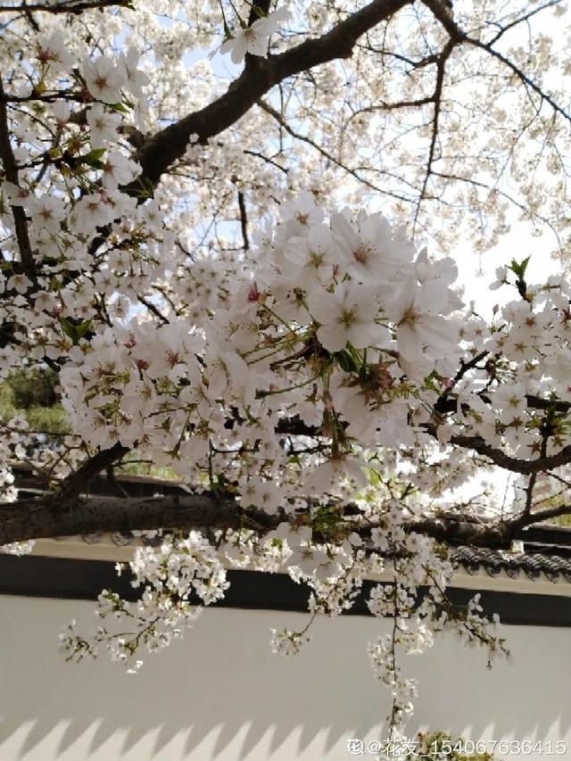 春夏秋冬四季什么花好看，这十种花几乎一年四季都开花