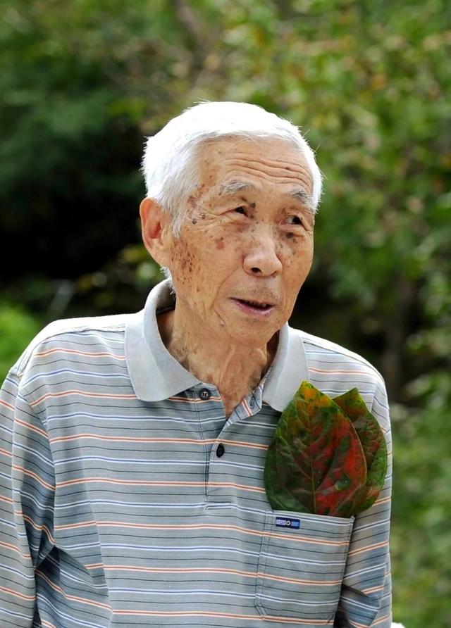 秋天银杏十大绝美诗句，咏上海001号古银杏树