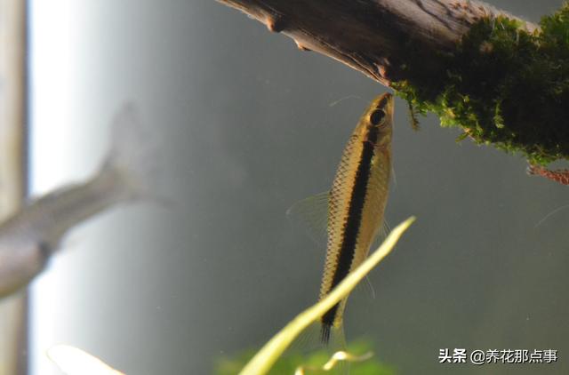 养殖热带鱼鱼缸如何装饰，在客厅养热带鱼