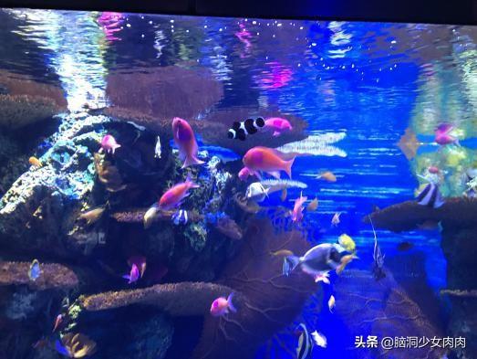 上海海洋水族馆，上海海洋水族馆简介（上海海洋水族馆之旅暨神奇鱼类在哪里）