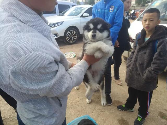 阿拉斯加犬价格，400元阿拉斯加幼犬出售（140斤阿拉斯加犬）