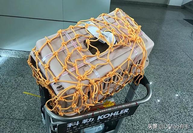 飞机托运猫咪流程，需要办理什么手续