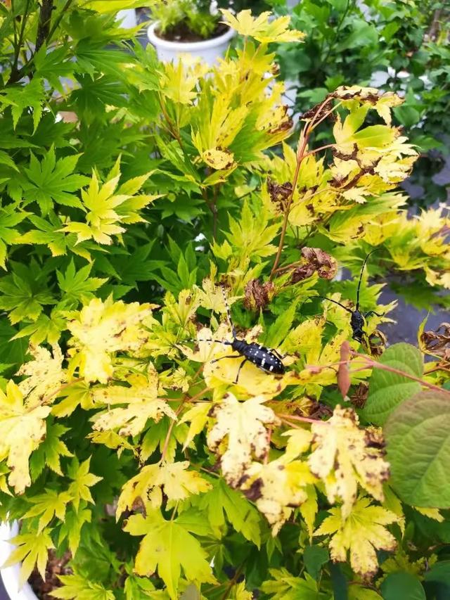 害虫的危害和防治方法，防治蚜虫、粉虱、飞虱最经典的药剂